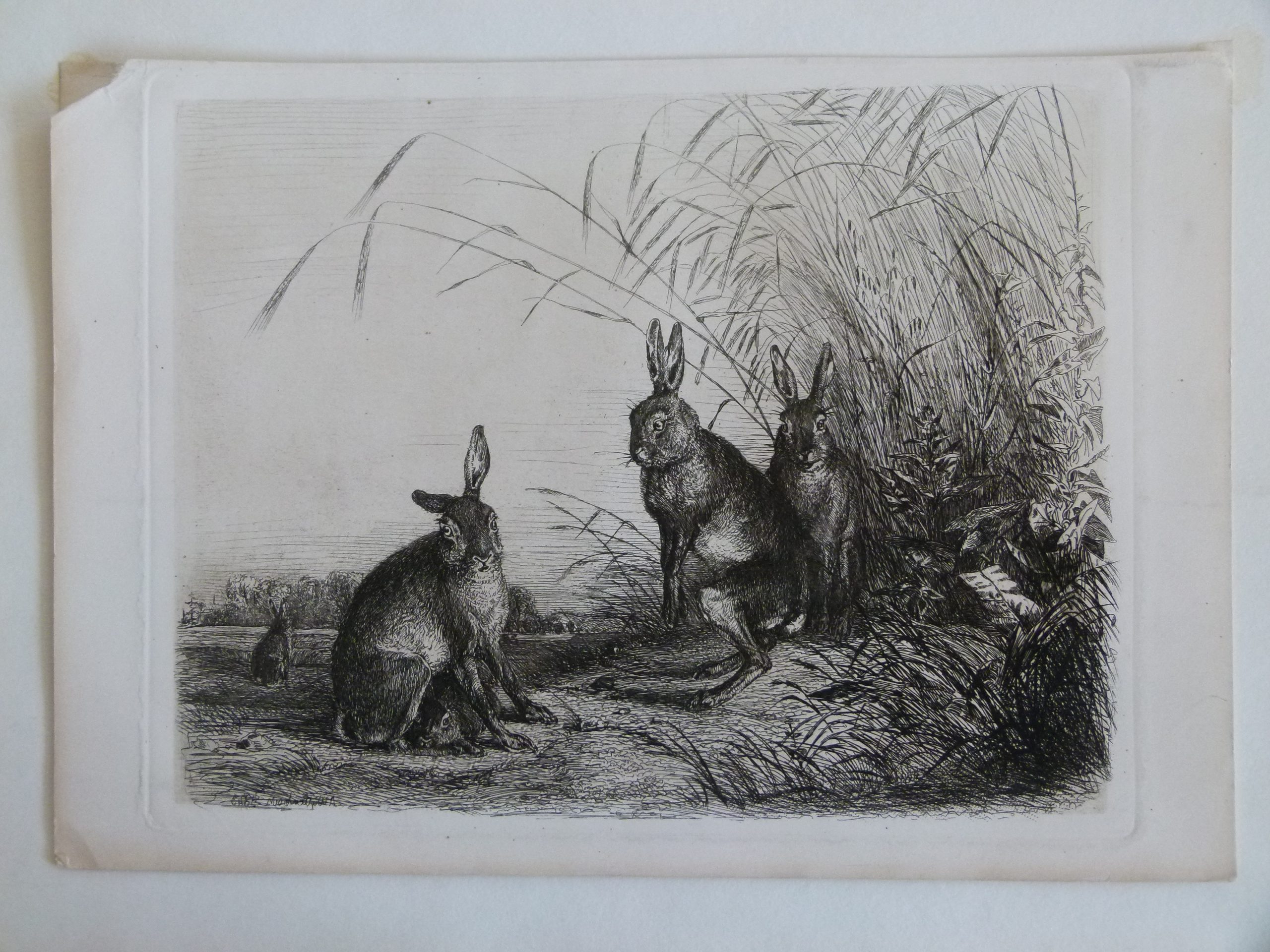 Von Lämmchen und Häschen